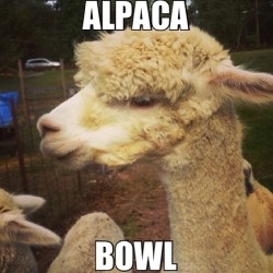 @itschrisbruhhhh hahaha #das #alpaca #meme #funny #lol #dope