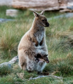 Go outside and play (a Wallaby doe with her joey, Cradle Mountain