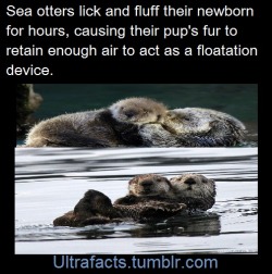 ultrafacts:  Source  Follow Ultrafacts for more facts   Cuuuute