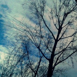 #branches d’#arbre dans le #ciel de #paris