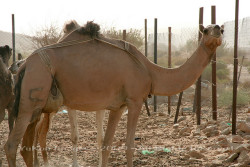 This camel is wearing a bra :D