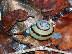 bogleech:  libutron:  A extremely rare land snail from Borneo