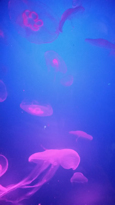 floating-turtle:  we were visiting Sealife with my friends. these