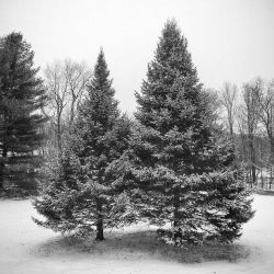 Highland Park… Rochester NY…. It snowed! #highlandpark