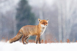 drxgonfly:  The red fox (by  Zdenek Jakl)