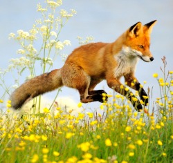 beautiful-wildlife:Flying Fox by Hannu Koskela