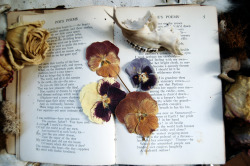 wolftea:  dried flowers, Edgar Allan Poe and baby deer teeth 