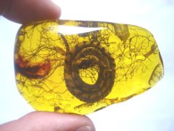 pearl-nautilus:  Ancient Amber - baby snake - 50 million years