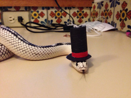 tastefullyoffensive:  Snakes Wearing Hats [via]Previously: Cats Wearing Animal Hats 