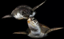 theanimalblog:  This photograph captures a pair of turtles sharing