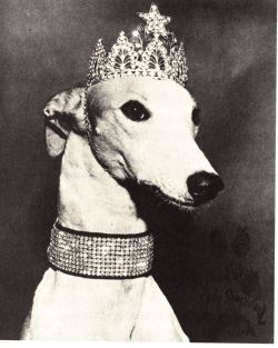 aacalibrary:  Lady Greyhound: Back in the 1950s, Lady Greyhound