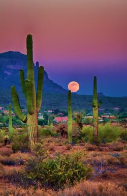 withinthepines:Arizona Sunset