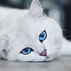 awwww-cute:Ice blue (Source: https://ift.tt/2J97rPT)