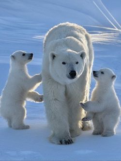 our-amazing-world:  Polar bears Amazing World beautiful amazing