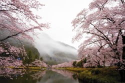 drxgonfly: Cherry Blossoms (by  Yumiko。(裕美子。))