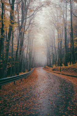elenamorelli:  { autumn road trip }