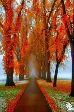 paintswithwords:   autumn’s splendor lies in death’s beauty