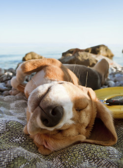 bemoretea:  Want to extend your dog days of summer? Head to our