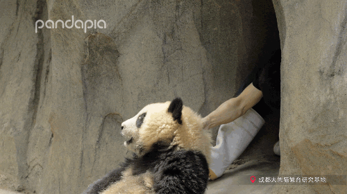 giantpandaphotos:  911, I witnessed a kidnapping!© PandaPia.