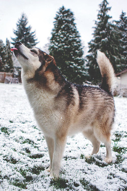 visualechoess:  Duke trying to catch a snow flake - by: Joshua
