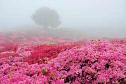 expressions-of-nature: Tsutsuji Matsuri, Nagakushiyama Park /