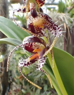 orchid-a-day: Masdevallia ferrusii Syn.: Spilotantha ferrusii