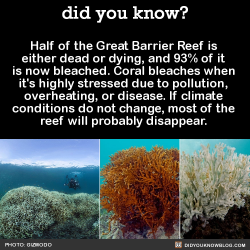 did-you-kno:  Half of the Great Barrier Reef is  either dead