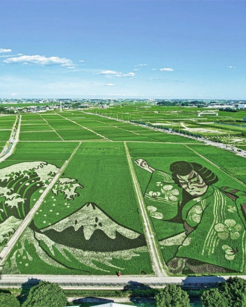 thekimonogallery:Japanese rice field art in Gyoda, Saitama prefecture