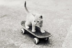 Hairy Cat On Skate en We Heart It. http://weheartit.com/entry/66478517/via/chocolatemoka