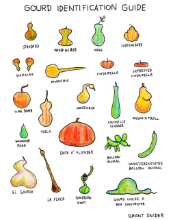 incidentalcomics:  Gourd Identification Guide   Poster Shop |