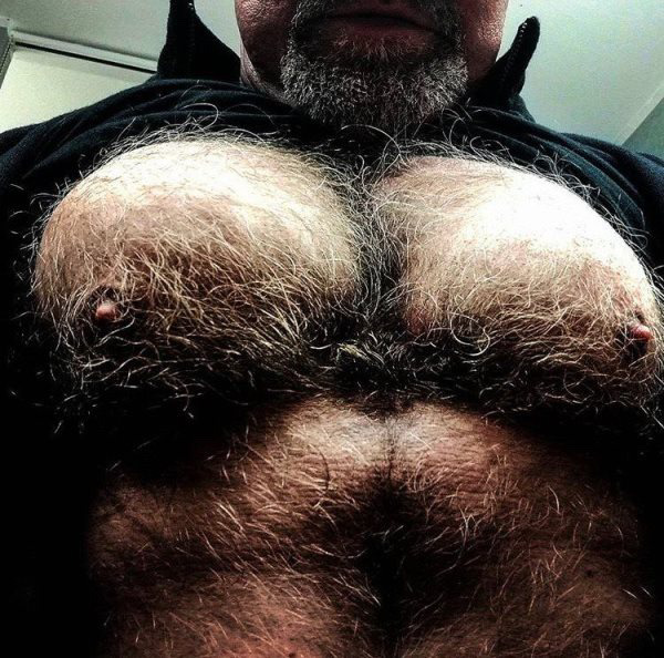 papillon52:onlymendaddyhairy:Manly hairy chest hair and nips