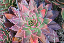 flora-file:  echeveria-tions on a theme (by flora-file) 