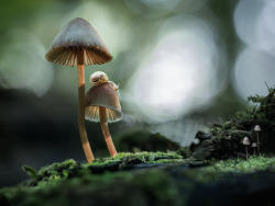 forest-euphoria: 2 mushrooms - 2 snails (by marianna.armata)