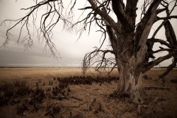 skylerbrownart: Droughtscape photo by Skyler Brown 
