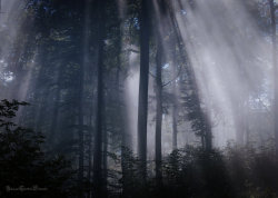 cuiledhwenofthegreenforest:  The Mystic Forest by ArkanumTenebrae