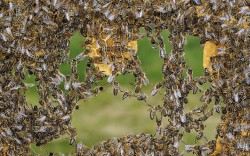 Insectile synergy (bees link their legs to form a chain of workers