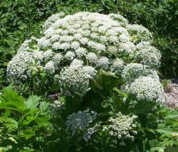 squeakykins:  cosmictuesdays:  frenchie-fries:  vergess:  boltonsrepairshop:  PSA - PLEASE READ AND SPREAD HE WORD!!! IF YOU SEE THIS PLANT AT ALL, DO NOT TOUCH IT!!! Giant hogweed (Heracleum mantegazzianum) is an invasive herb in the carrot family which
