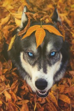 trasemc:  Fall + Huskies!! i love it!!! 