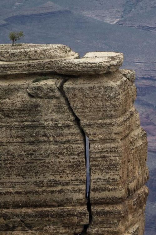 world-ethnic-beauty:  Lone tree at Grand Canyon National Park,