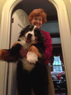 cute-overload:  My mom holding our goofy Bernesehttp://cute-overload.tumblr.com