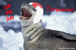 pr0fessah:  “a gross leopard seal” yap omg thats so perfect