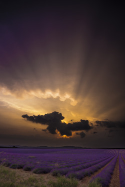 allthingseurope:  Lavender Sunset, France (by Greg Krycinski)