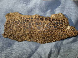 thearronaut:  sixpenceee:  The above is fossilized dinosaur skin. As