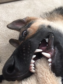 kaiserdog-:Nice white puppy teeth!