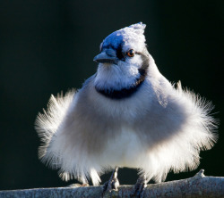peregrineinastoop:  Blue Jay by Larry Hennessy