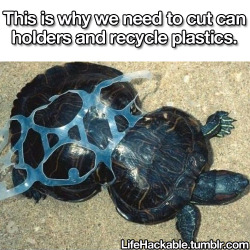 lifehackable:  This turtle crawled through a discarded plastic