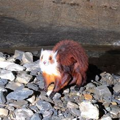 cctvnews:Rare flying squirrel spotted in SW China caveA group