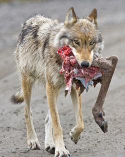 wolveswolves:   Wolf with Caribou hindquarter [x]