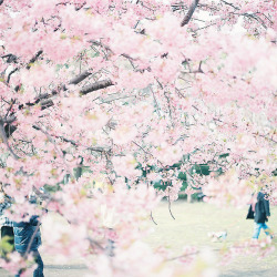 hach-iko:  2012の桜 西郷山公園 by koion on Flickr.