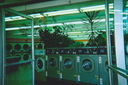 pprotozoans:this laundromat was the most beautiful place i have